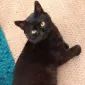 Hamishthecat